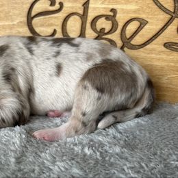 Comet - Red merle male Australian Shepherd puppy in Litchfield, New Hampshire from Aussies Edge Farm