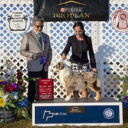 Miniature American Shepherd All Grown Up from Stellar Miniature American Shepherds