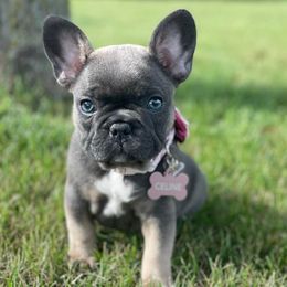 French Bulldog puppies from Bleu Steele French Bulldogs