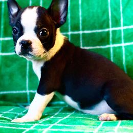 Boy 4 - Black and white Boston Terrier puppy in Columbus, Ohio from Columbus Boston Terriers
