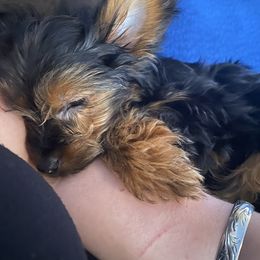 Yorkshire Terrier Puppies from Cutest AKC AZ Yorkies