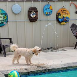 Oakley - Goldendoodle