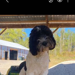 Waylon - Cockapoo