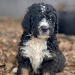American Eskimo Dog and Bernedoodle Puppies from Shadow Kennels