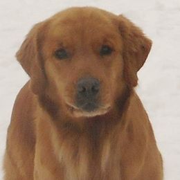 Golden Retrievers from Anam Cara Goldens