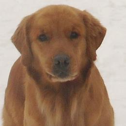 Golden Retrievers from Anam Cara Goldens