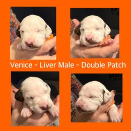 Venice - White and liver brown male Dalmatian puppy in Lakewood, Colorado from Hapi-Dal Dalmatians and Primetime Whippets