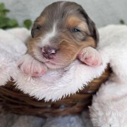 Jelly Bean - Blue merle male Australian Shepherd puppy in Summerville, South Carolina from Flowertown Aussies