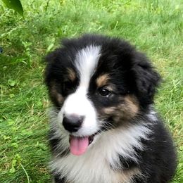 Australian Shepherds from Robin’s Nest Australian Shepards