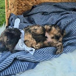 Shih Tzu Puppies from Shih Tzus of Gilbert