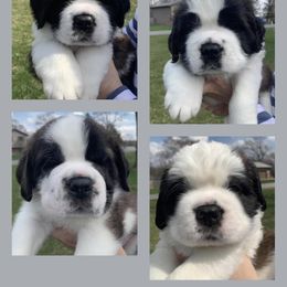 Saint Bernard Puppies from Avant-Gard Saint Bernards
