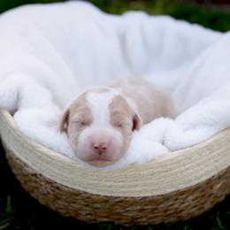 Capri - Brown and white female Sheepadoodle puppy in Los Angeles, California from Exquisite Doodles