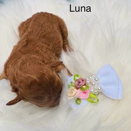 Luna- AKC - Brown female Poodle puppy in Cary, North Carolina from Dogs lovers
