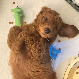 Goldendoodle Puppies from Myers Goldendoodles