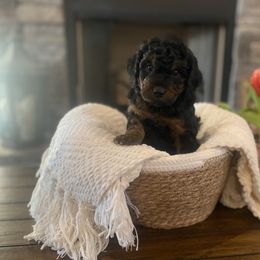 Goldendoodle Puppies from 2KC Doodles