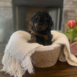 Goldendoodle Puppies from 2KC Doodles