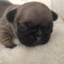 Reba - Fawn female French Bulldog puppy in Warm Springs, Arkansas from Seven Hills Arkansas