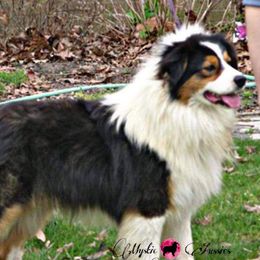 Dawson - Australian Shepherd