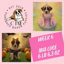 Mia - Fawn female Boxer puppy in Jupiter, Florida from CJM Boston and Boxer Puppies