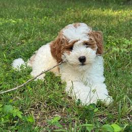 Moose - Parti male Goldendoodle puppy in Nortonville, Kentucky from Deb’s KY Doodles