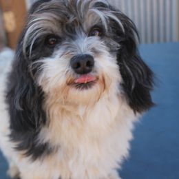 Big Daddy - Havanese