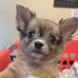 Chihuahua Puppies from Dog Bones N Harmony