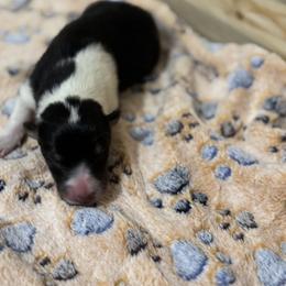 Boy 5 - male Scottish Collie puppy in Newcastle, Wyoming from 7K Collies