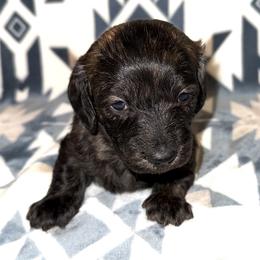 New litter - Brindle female Dachshund puppy in Fredonia, Arizona from Desert Horizon Dachshunds