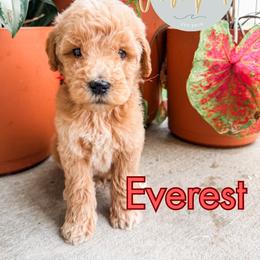 Everest - Apricot male Goldendoodle puppy in Jacksonville, Florida from First Coast Goldendoodles