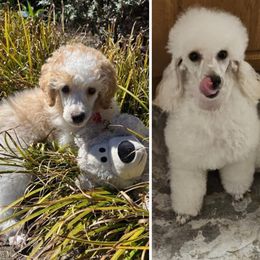 Poodle puppies from Devin’s Purple Poodles