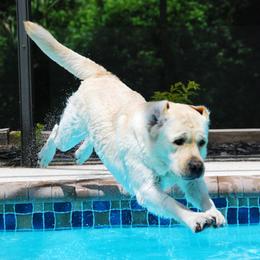 Labrador Retrievers from Mill Stream Labradors