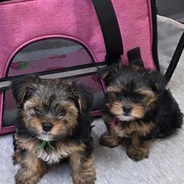 Pinky Girl - Black and gold female Yorkshire Terrier puppy in Lakeport, California from YORKIES BY THE LAKE