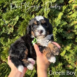 Green Boy - Tri-color male Bernedoodle puppy in Rochester, New York from Point Breeze Doodles, LLC
