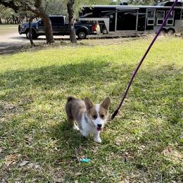 Pembroke Welsh Corgi Puppies from McCall Creek Corgis