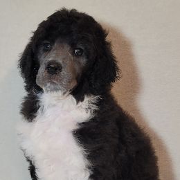 Aussiedoodles, Poodles, and Sheepadoodles from BellCoop Ranch