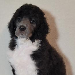 Aussiedoodles, Poodles, and Sheepadoodles from BellCoop Ranch