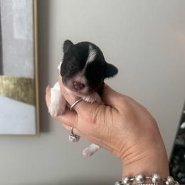 Max - Parti male Miniature Schnauzer puppy in Orange City, Florida from Xaysha’s Miniature Schnauzers