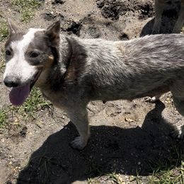 Aspen - Australian Cattle Dog