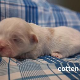 Cotten - Cream and white male Shih Tzu puppy in Montrose, Colorado from Gnomies Furry Friends