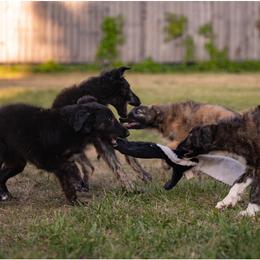 Silken Windhound Puppies from Luminous Silken Windhounds