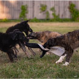 Silken Windhound Puppies from Luminous Silken Windhounds