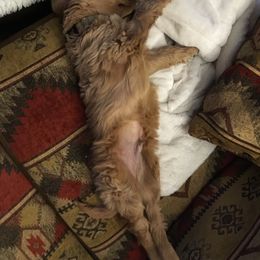 Bearded Retriever Puppies from Oakwood Bearded Retrievers