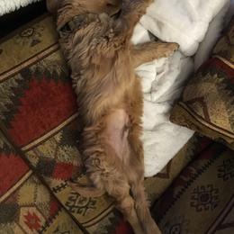 Bearded Retriever Puppies from Oakwood Bearded Retrievers