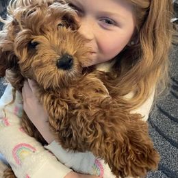 Goldendoodle Puppies from Patton Doodles