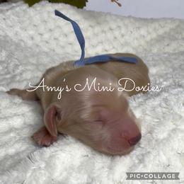 AKC River (Blue) - Cream male Dachshund puppy in Jena, Louisiana from Amy’s Mini Doxies