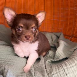Monkey - Chocolate and tan female Chihuahua puppy in Greenup, Kentucky from KB Chihuahuas