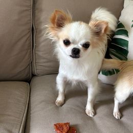 Feisty - Chihuahua