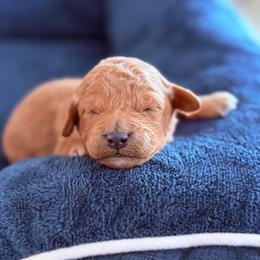 Pink - Apricot female Goldendoodle puppy in Mount Pleasant, Utah from Betty's Goldendoodles