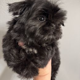 Baby boy 2 - Black male Shih Tzu puppy in Walnut Ridge, Arkansas from Maltese Madness by Shannon Smith