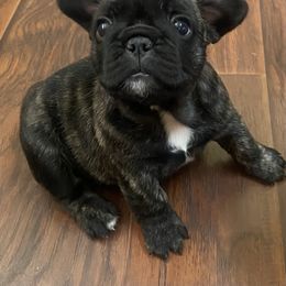 French Bulldog Puppies from Hilltop French Bulldogs